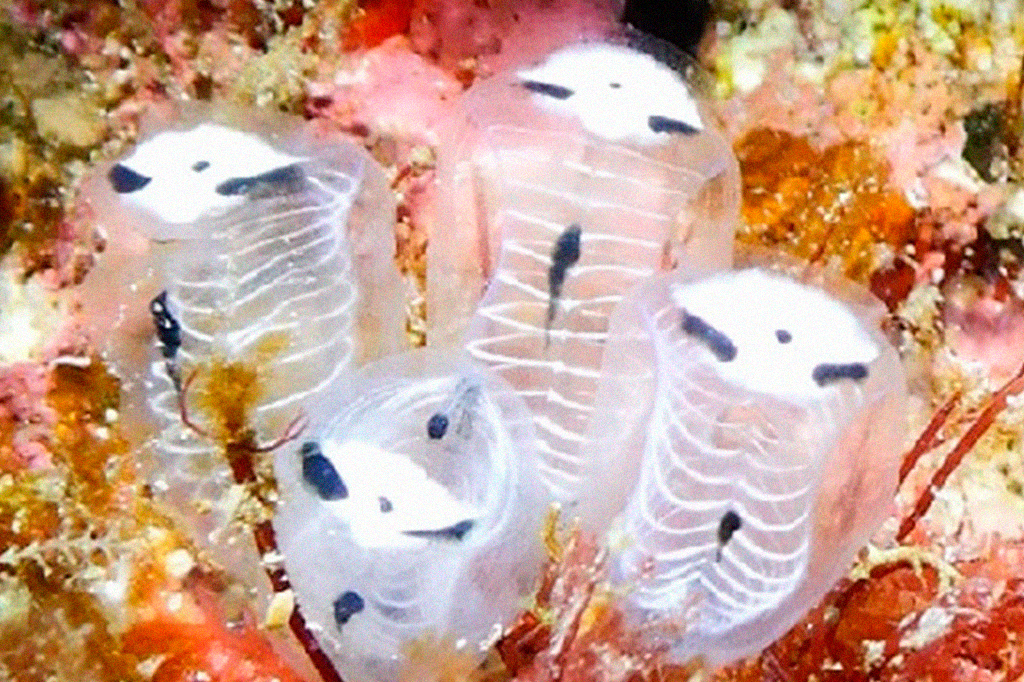 Este é o panda-esqueleto-do-mar, que parece estar fantasiado para o Halloween