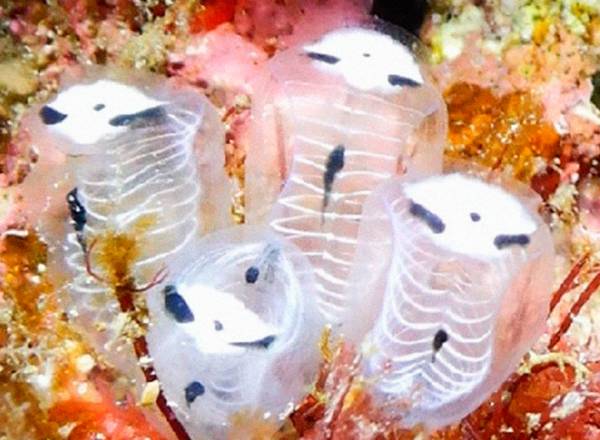 Fotografia de quatro zooides de Clavelina ossipandae presos no fundo do mar, na costa da Ilha Kumejima, no Japão.