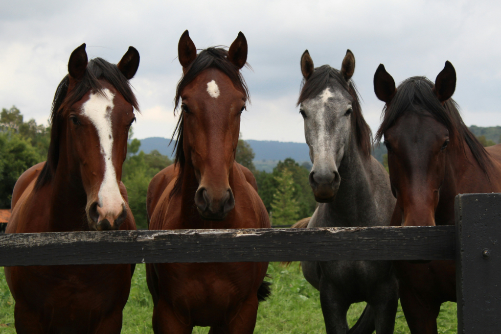Fotografia de cavalos.