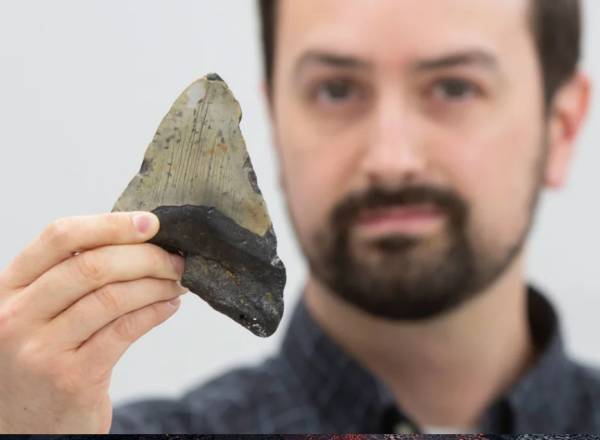 Fotografia do autor principal do estudo, Jeremy McCormack, da Universidade Goethe em Frankfurt, Alemanha, segura um dente fossilizado de megalodonte.