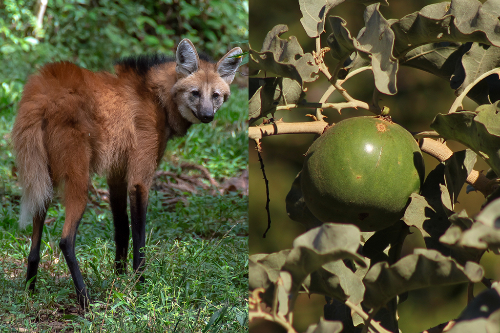 Fotografia do Lobo-guará e da fruta do lobo.