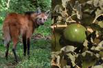 Fotografia do Lobo-guará e da fruta do lobo.