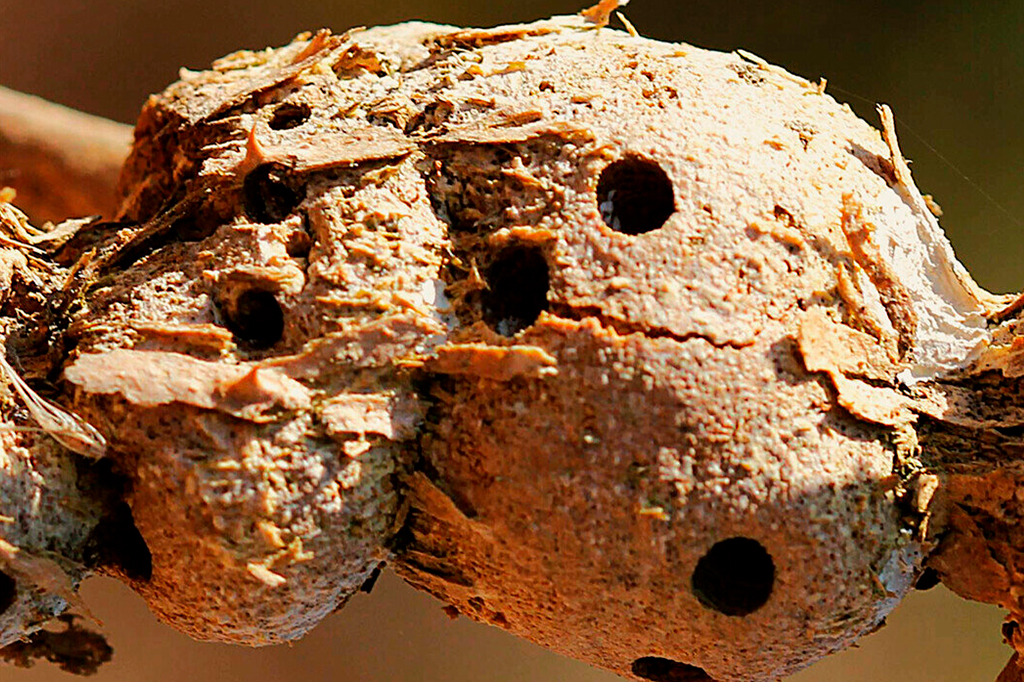 Plantas do Cerrado protegem larvas de incêndios florestais