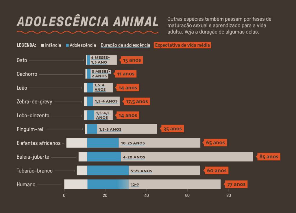 SI_475_Adolescência_8 Gráfico, em fundo cinza escuro, explicando o período da adolescência de outros animais.