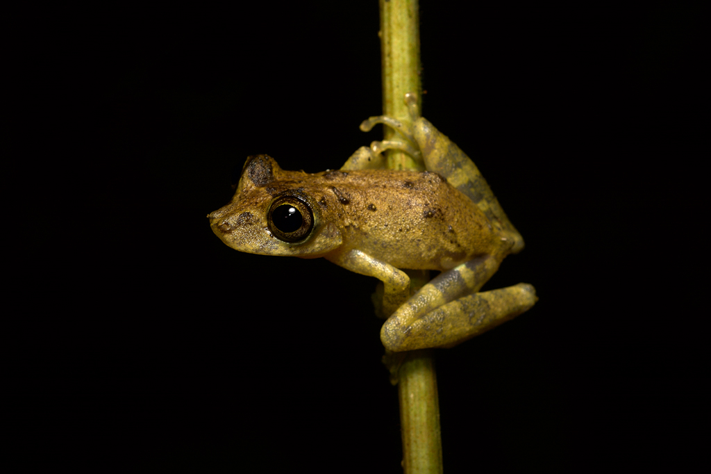 SI_475_Anfíbios_2 Imagem, em fundo preto, de uma perereca Ololygon Catharinae (Hylidae).