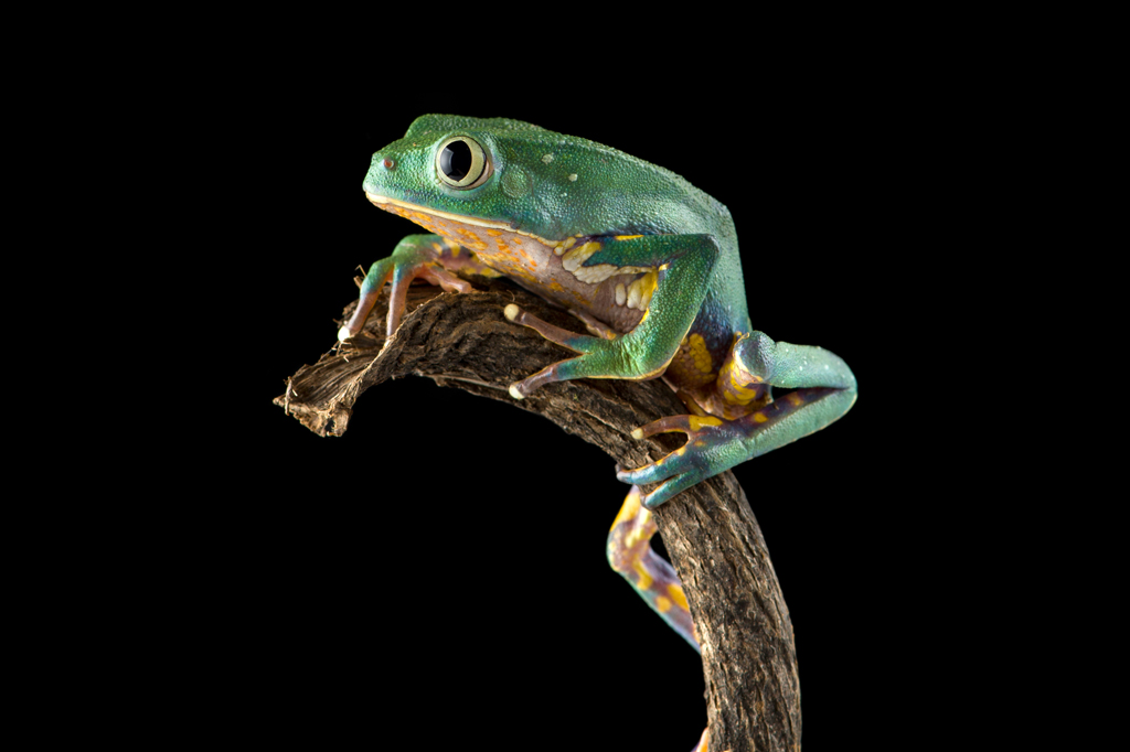 SI_475_Anfíbios_4 Imagem, em fundo preto, de um sapo folha.