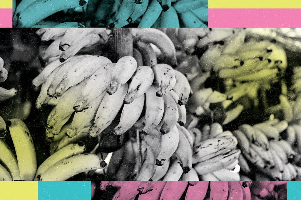 Imagem de várias pencas de bananas.