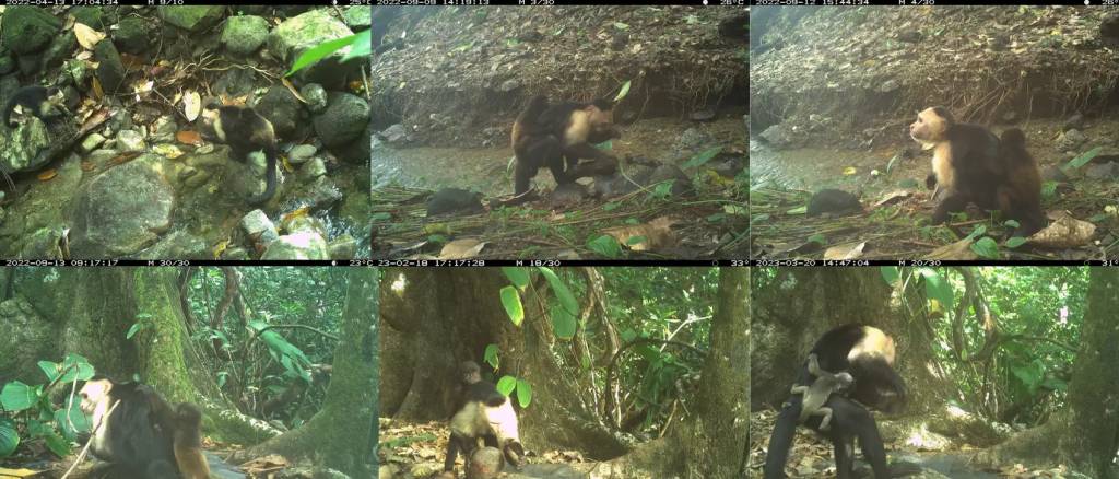 2405-macacos-pregos-sequestrando_site Câmeras capturaram cinco machos diferentes carregando 11 filhotes de bugios ao longo de 15 meses.