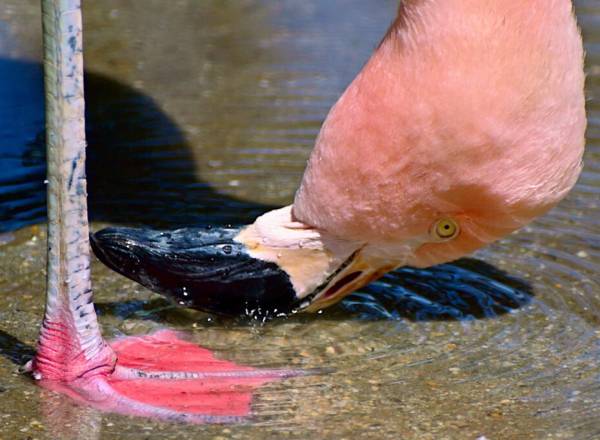 Fotografia de um flamingo chileno se alimentando em águas rasas.
