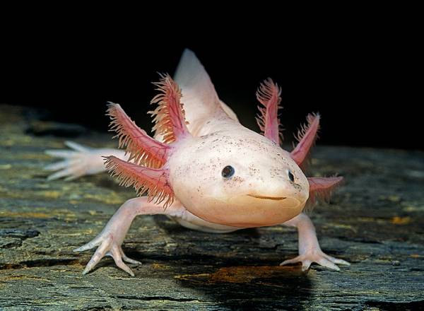 imagem de um axolote embaixo da água