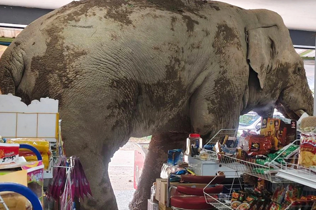 Fotografia de um elefante dentro de um supermercado.