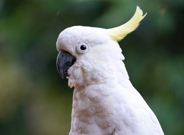 Fotografia de uma Cacatua.