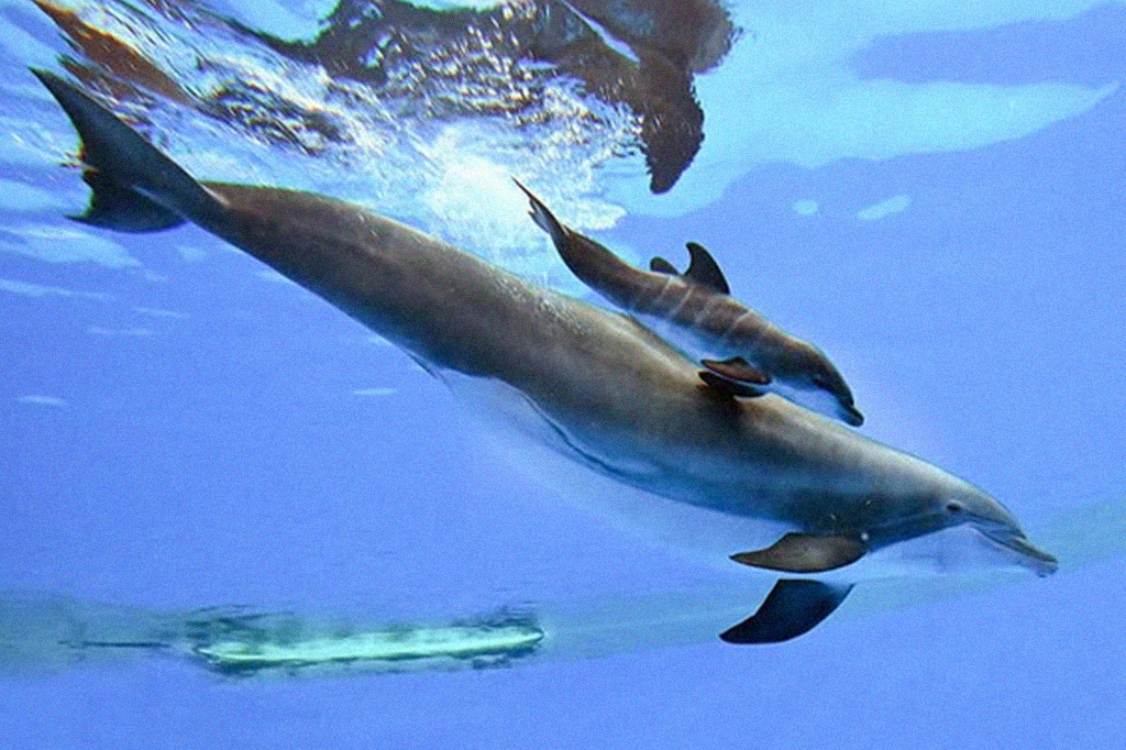 Vídeo registra momento exato em que golfinho dá à luz filhote em aquário; assista