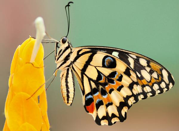 Fotografia de uma borboleta.