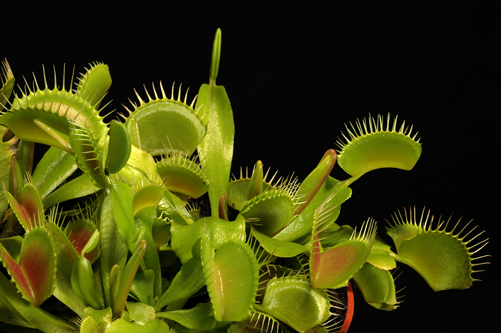 Por que plantas carnívoras nunca cresceram o bastante para devorar humanos?