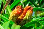 Fotografia de drutos da Freycinetia arborea nativa em O'ahu.
