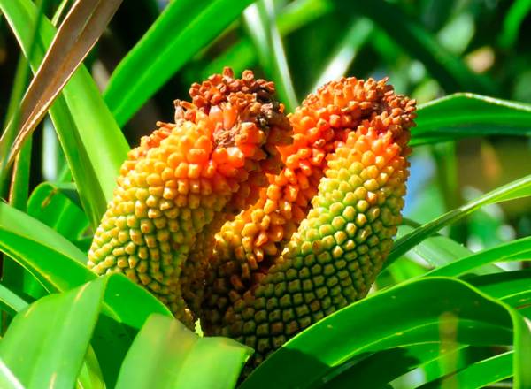 Fotografia de drutos da Freycinetia arborea nativa em O'ahu.