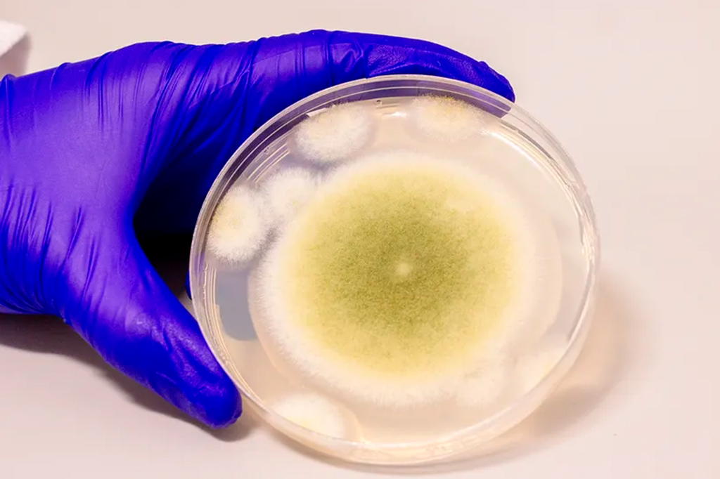 Fungo associado à “maldição de Tutancâmon” é promissor para tratar câncer