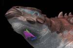 Imagem das partes que compõem a laringe do 'Pinacosaurus grangeri' havia mobilidade e isso era permitido emitir sons semelhantes a algumas aves