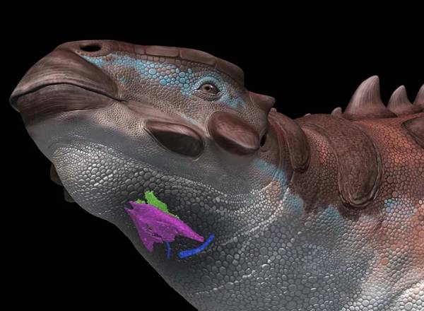Imagem das partes que compõem a laringe do 'Pinacosaurus grangeri' havia mobilidade e isso era permitido emitir sons semelhantes a algumas aves