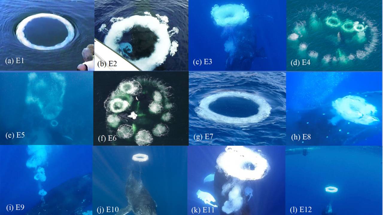 Fotos de doze círculos de bolhas feitos na água por baleias comunicativas.