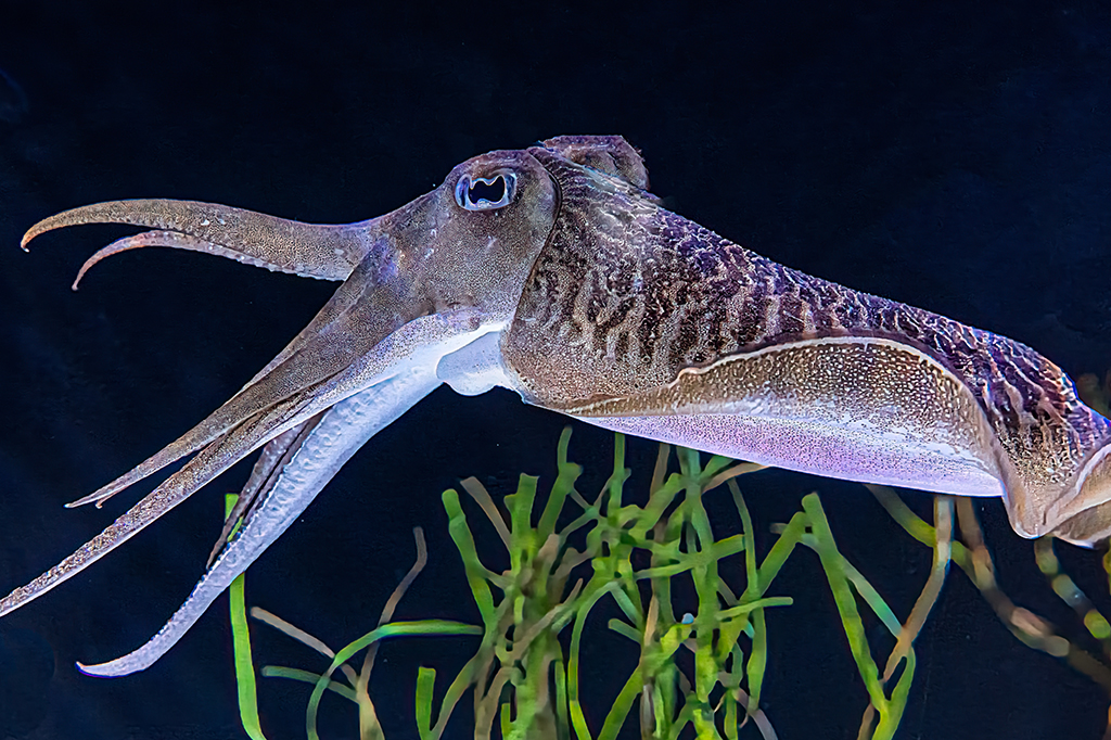 Sépias se comunicam com “linguagem de sinais”, sugere novo estudo