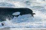 Fotografia de uma orca com alimento na boca.