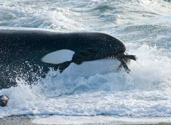 Fotografia de uma orca com alimento na boca.