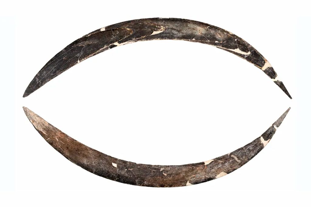 Feito com presa de mamute, esse bumerangue pode ser o mais antigo do mundo