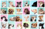 Fotografia de uma coleção de retratos de gatos e cachorros com fundos coloridos.