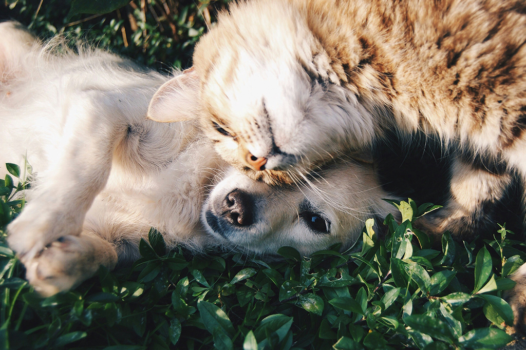 No Brasil, os vira-latas reinam soberanos – e se chamam Mel, Luna e Thor