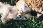 Fotografia de um cachorro e um gato.