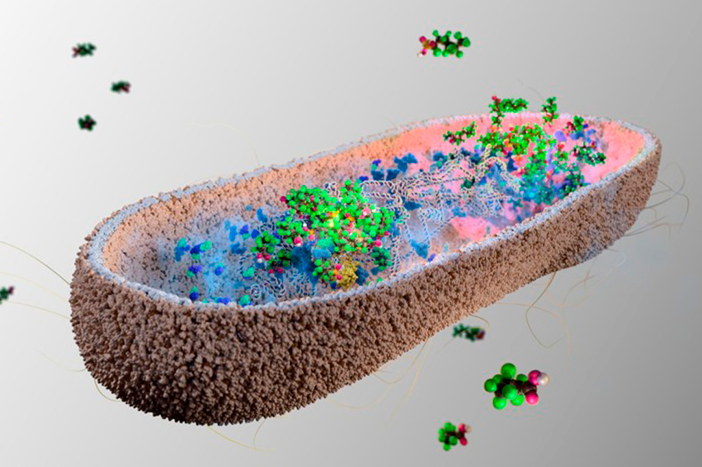 Cientistas descobrem bactérias da microbiota que absorvem “substâncias eternas” (PFAS)