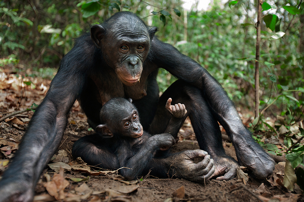 Conversar com bebês é uma exclusividade humana. Será essa a origem da linguagem?
