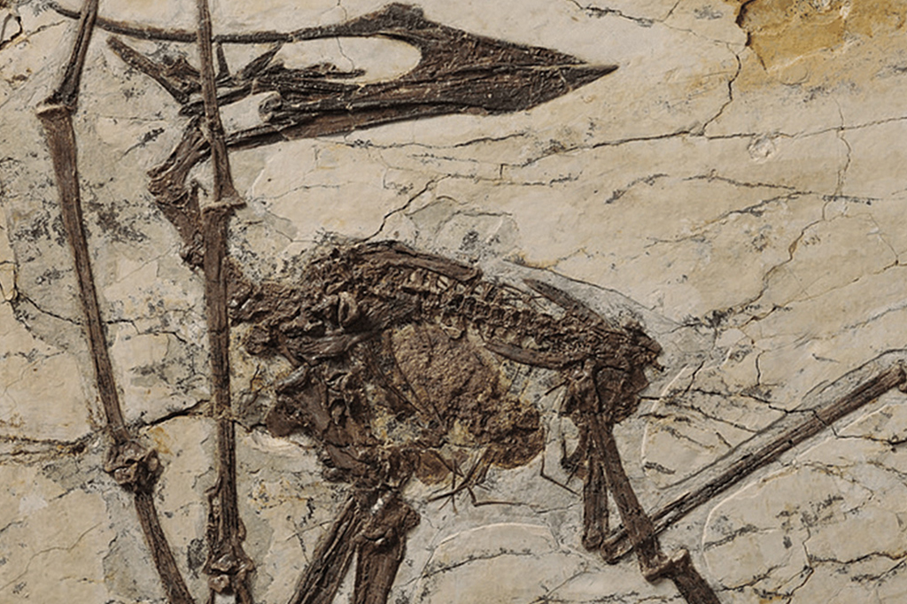 Fóssil de pterossauro com estômago preservado revela última refeição surpreendente