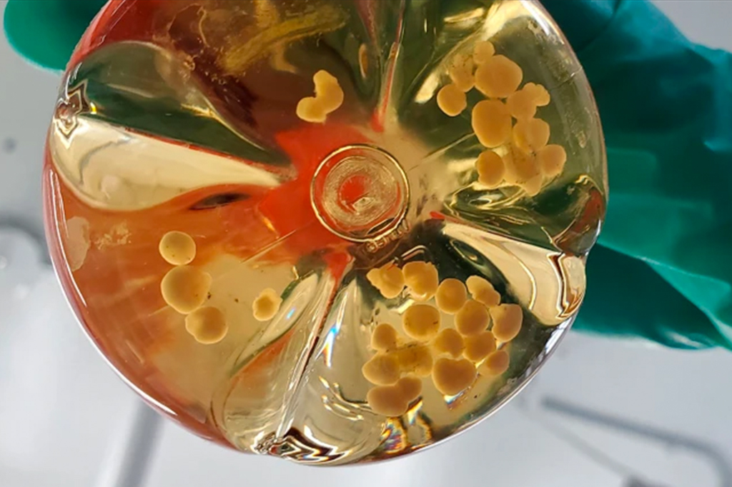 Cientistas criam miniórgãos em laboratório que desenvolvem seus vasos sanguíneos