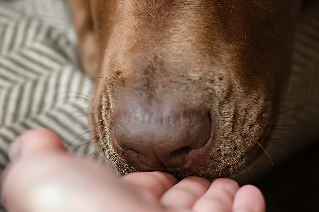 Estudo sugere que cães conseguem farejar Parkinson antes mesmo de sintomas