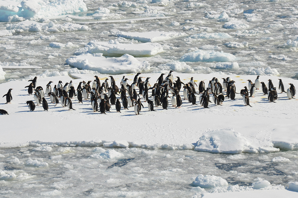 Por que os pinguins não vivem nem visitam o Hemisfério Norte?