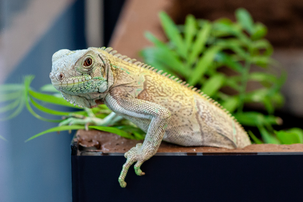 Barbecue: iguana resgatada dos maus tratos agora vive no Instituto Butantan