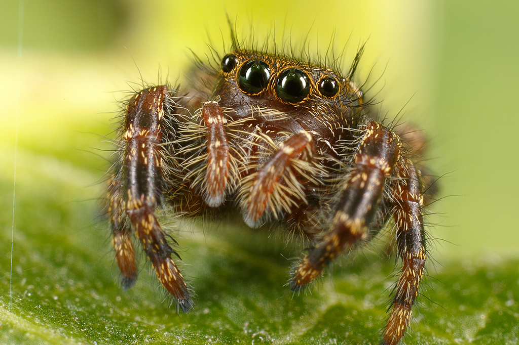 Quem são as “papa-moscas”, aranhas fofas que possuem supervisão
