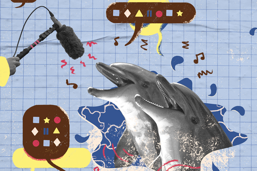 Cientistas estão desvendando o dicionário dos cetáceos – e aprendendo a falar “baleiês”