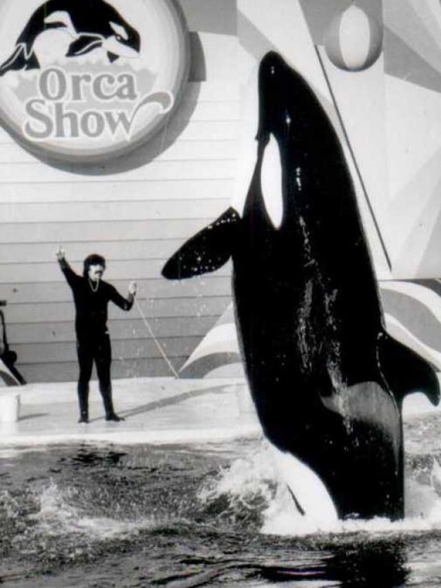 O único show de orcas do Brasil acabou em tragédia – Super