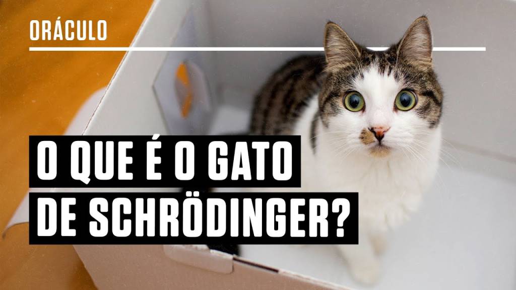 O que é o Gato de Schrödinger? Pesquisadora responde tudo sobre física quântica