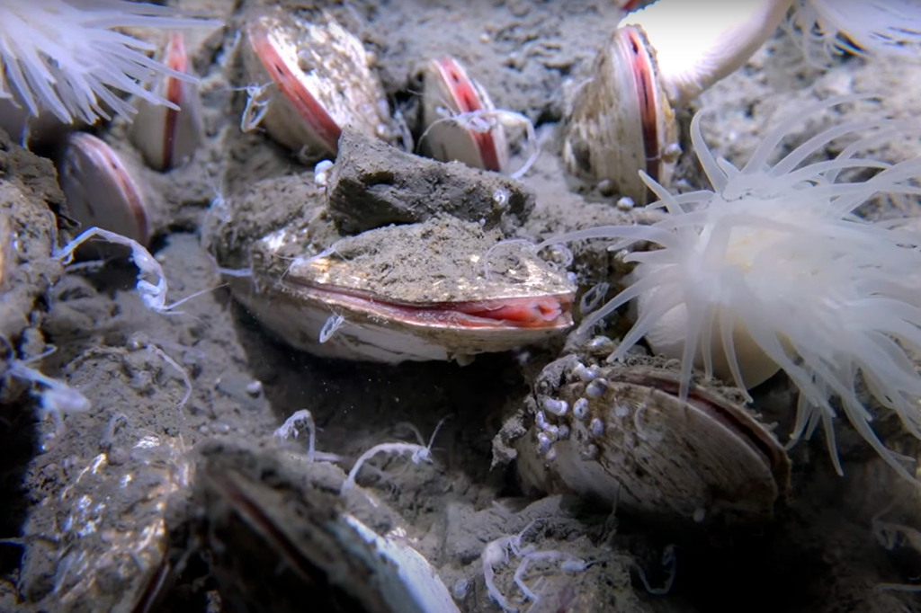Ecossistema inédito é descoberto a 9 mil metros de profundidade no oceano
