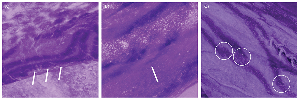 0508-Mumia-layout_site4