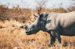 Fotografia de uma rinoceronte branco com chifre serrado, Reserva Natural Kruger, África do Sul.