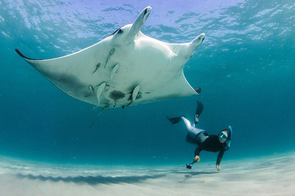 Nova espécie de raia-manta brasileira é descoberta e nomeada em homenagem à Iara