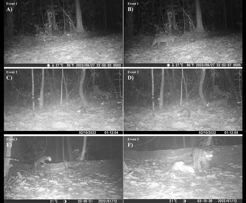 Imagens de diferentes indivíduos de jaguatirica e gambá se movendo juntos em diferentes anos e locais.