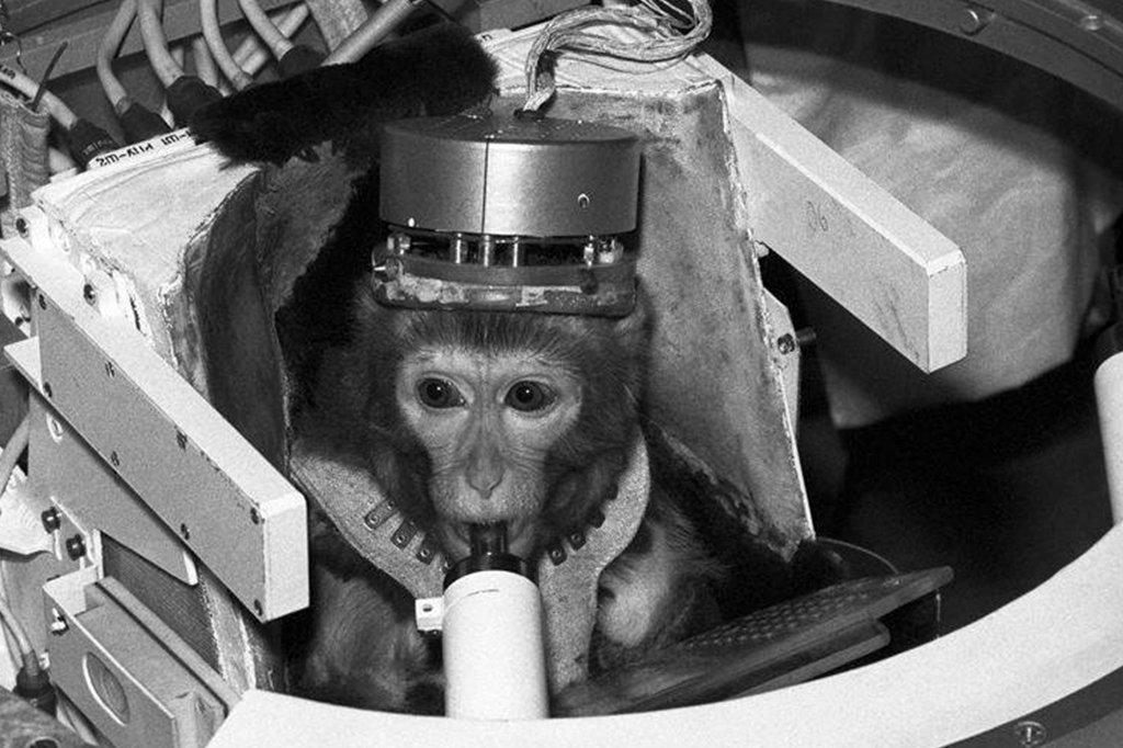 Fotografias do Albert II, um macaco rhesus.