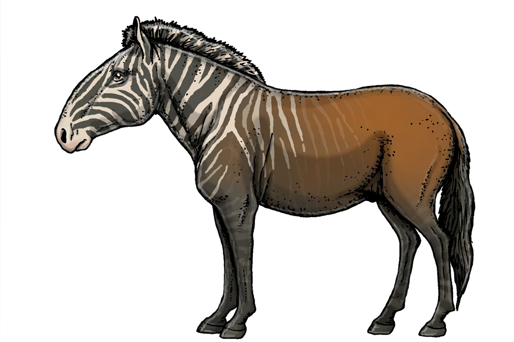 Ilustra&ccedil;&atilde;o de um cavalo f&oacute;ssil Hippidion, esp&eacute;cie comum na Am&eacute;rica do Sul h&aacute; cerca de 11 mil anos atr&aacute;s.